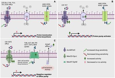 Navigating collateral sensitivity: insights into the mechanisms and applications of antibiotic resistance trade-offs